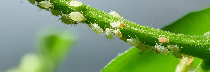 Blattläuse auf einem grünen Stängel